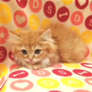 Alternative view of ミヌエット