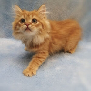 Alternative view of ミヌエット