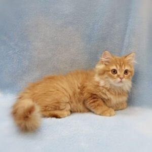 Alternative view of ミヌエット