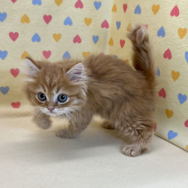 ミヌエット - 画像 (4)