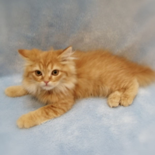 ミヌエット - 画像 (3)