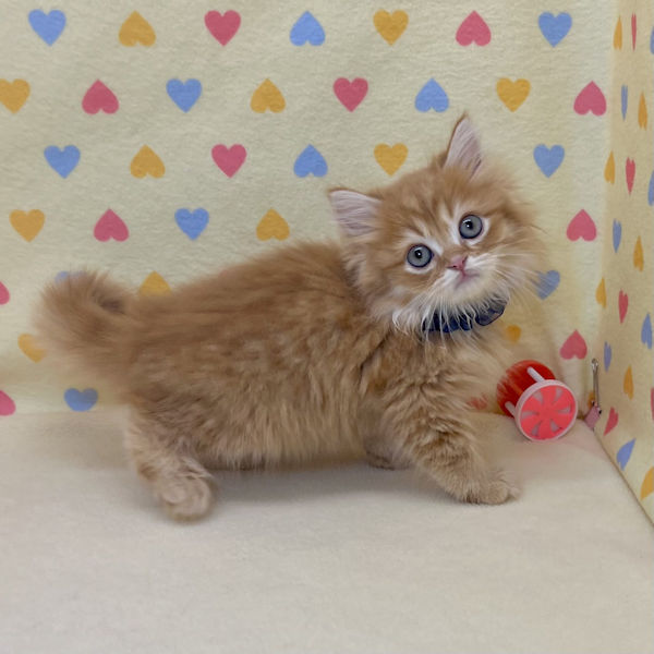 ミヌエット - 画像 (5)