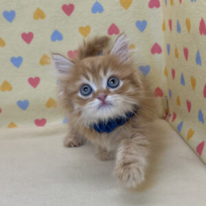 Alternative view of ミヌエット