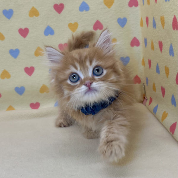 ミヌエット - 画像 (2)