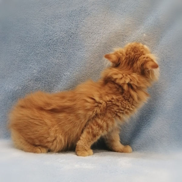 ミヌエット - 画像 (4)