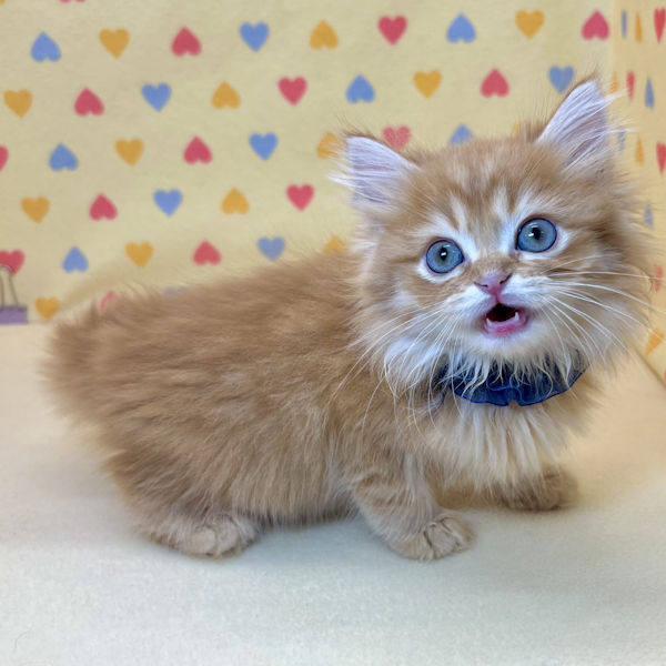 ミヌエット - 画像 (3)