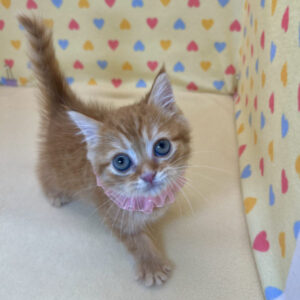 Alternative view of ミヌエット