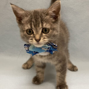 Alternative view of マンチカン