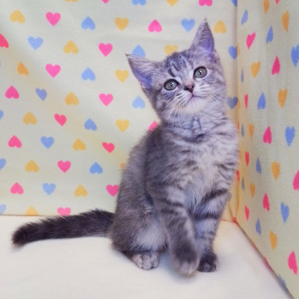 マンチカン - 画像 (2)