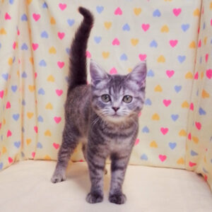 Alternative view of マンチカン