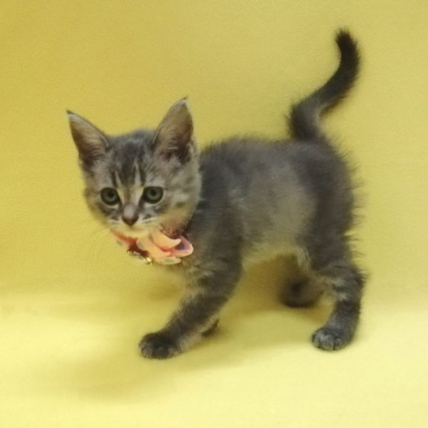 マンチカン - 画像 (2)