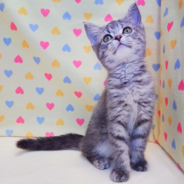 マンチカン - 画像 (5)