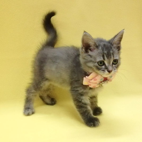 マンチカン - 画像 (3)