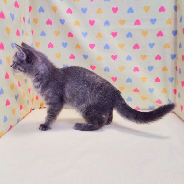 マンチカン - 画像 (3)