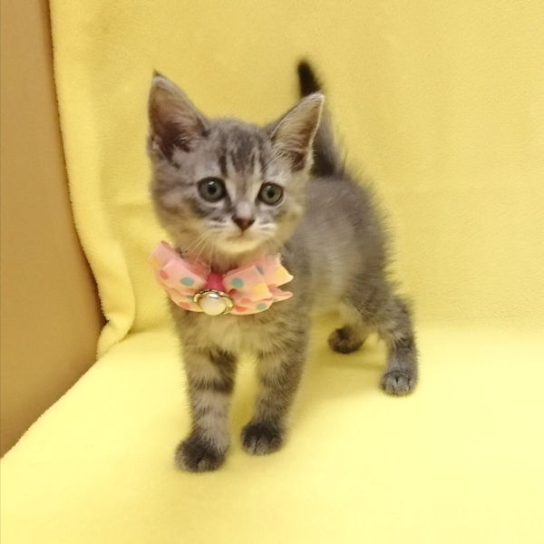 マンチカン - 画像 (5)