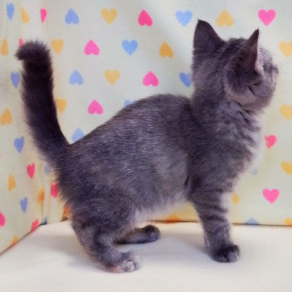 マンチカン - 画像 (4)