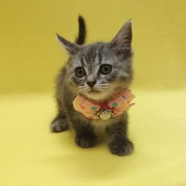 マンチカン - 画像 (4)