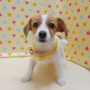 Alternative view of ジャック・ラッセル・テリア