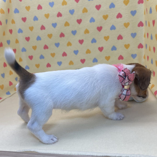 ジャック・ラッセル・テリア - 画像 (4)