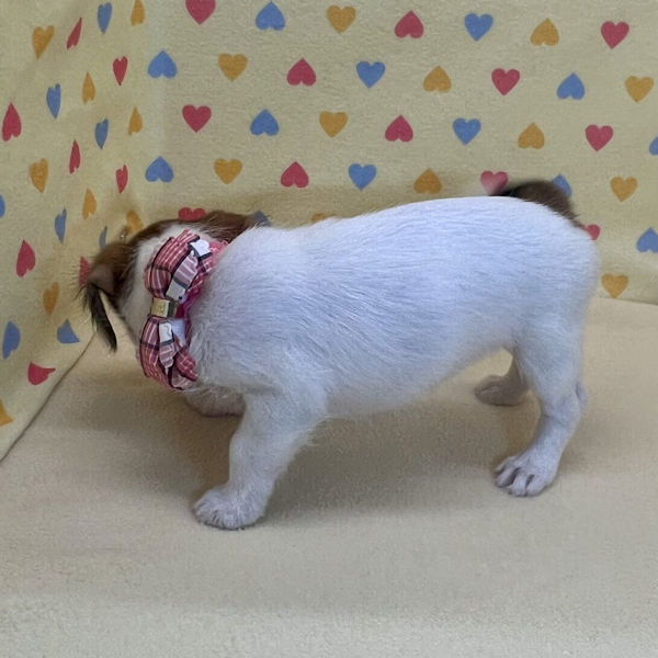 ジャック・ラッセル・テリア - 画像 (5)