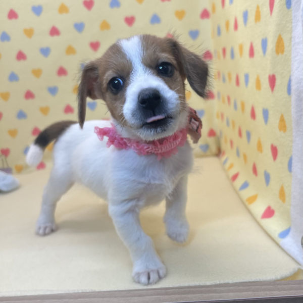 ジャック・ラッセル・テリア - 画像 (3)