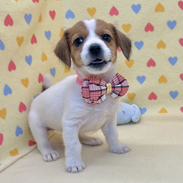 ジャック・ラッセル・テリア - 画像 (2)