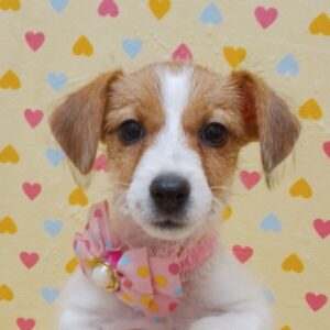 ジャック・ラッセル・テリア