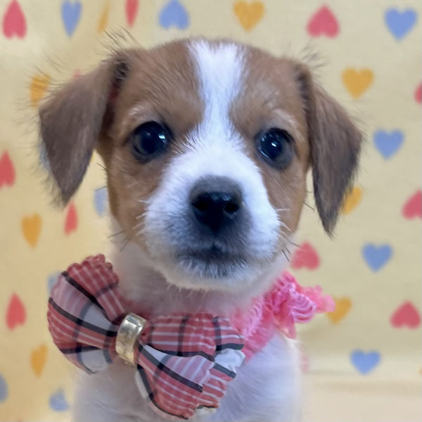 ジャック・ラッセル・テリア