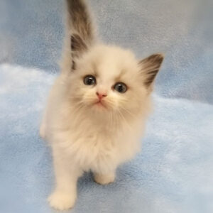 Alternative view of ミックス猫