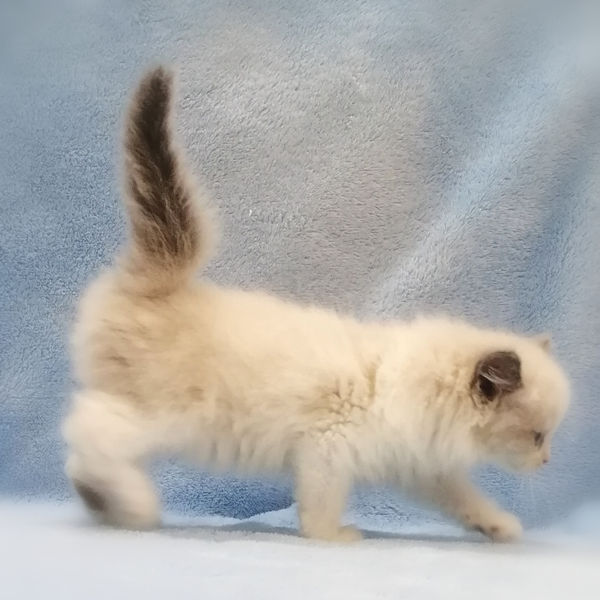 ミックス猫 - 画像 (3)