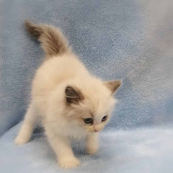 ミックス猫 - 画像 (4)