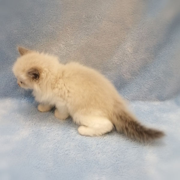 ミックス猫 - 画像 (5)