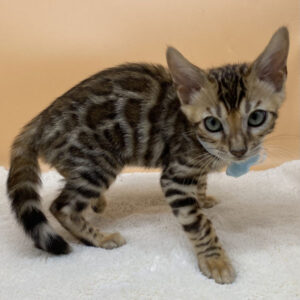 Alternative view of ベンガル