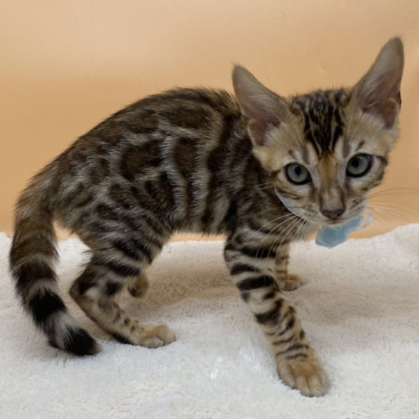 ベンガル - 画像 (2)