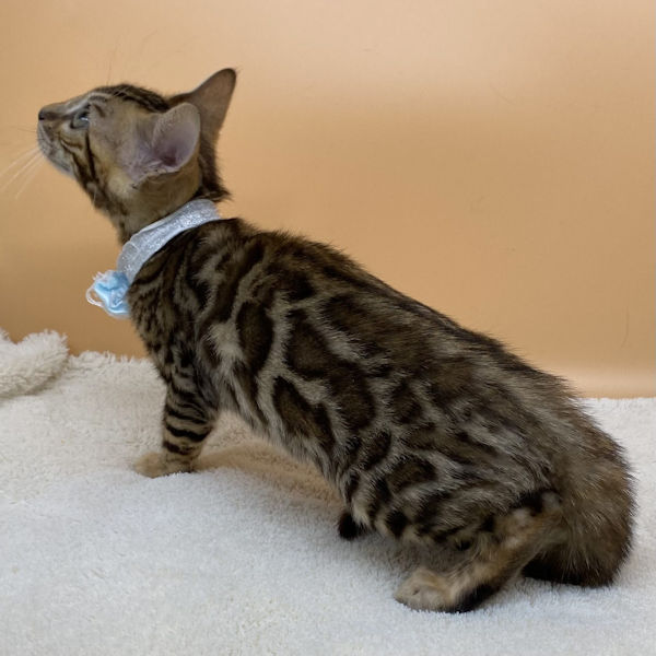 ベンガル - 画像 (3)