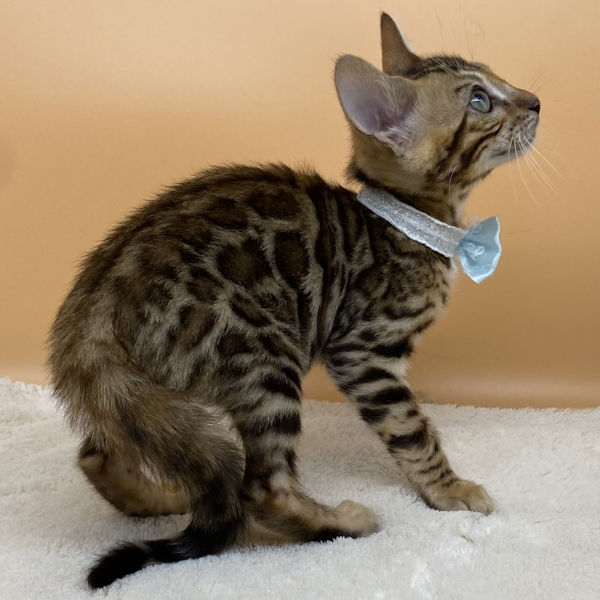 ベンガル - 画像 (4)