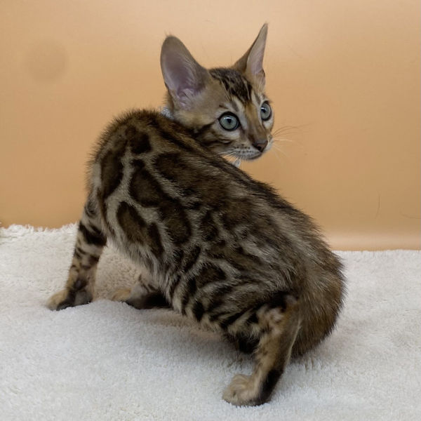 ベンガル - 画像 (5)