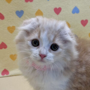 スコティッシュ・フォールド