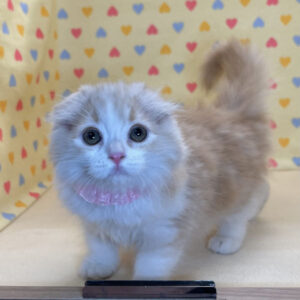 Alternative view of スコティッシュ・フォールド