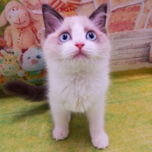 Alternative view of ラグドール