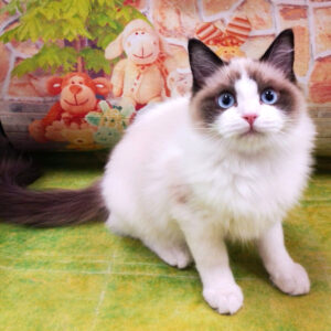 Alternative view of ラグドール