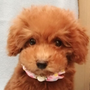 トイ・プードル