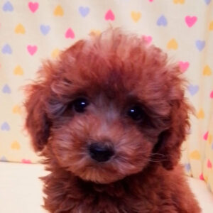 トイ・プードル