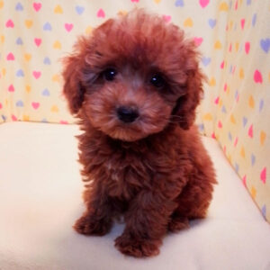 Alternative view of トイ・プードル