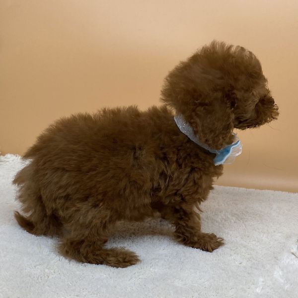 トイ・プードル - 画像 (3)