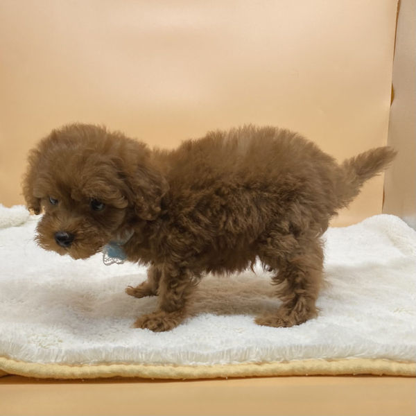 トイ・プードル - 画像 (4)