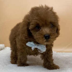 Alternative view of トイ・プードル