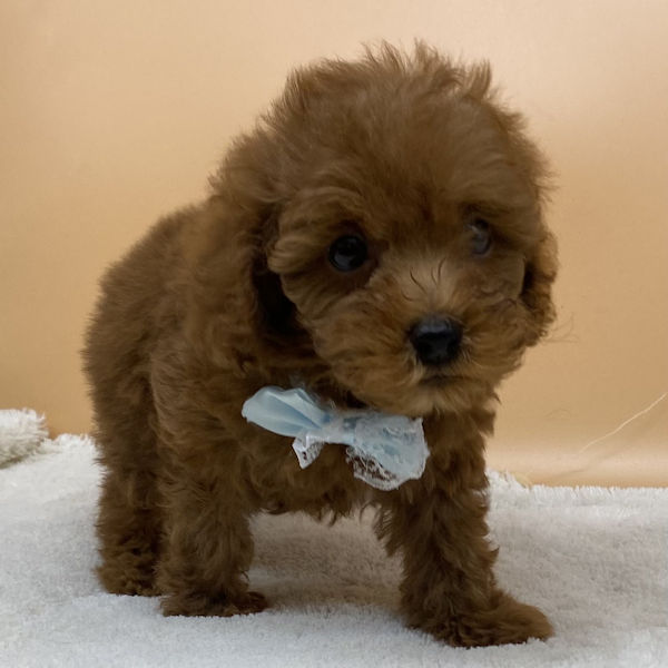 トイ・プードル - 画像 (2)