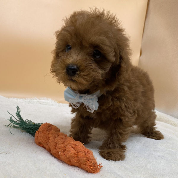 トイ・プードル - 画像 (5)