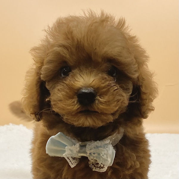 トイ・プードル